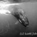 whale_humpback_h_00194_dom3593bw.jpg